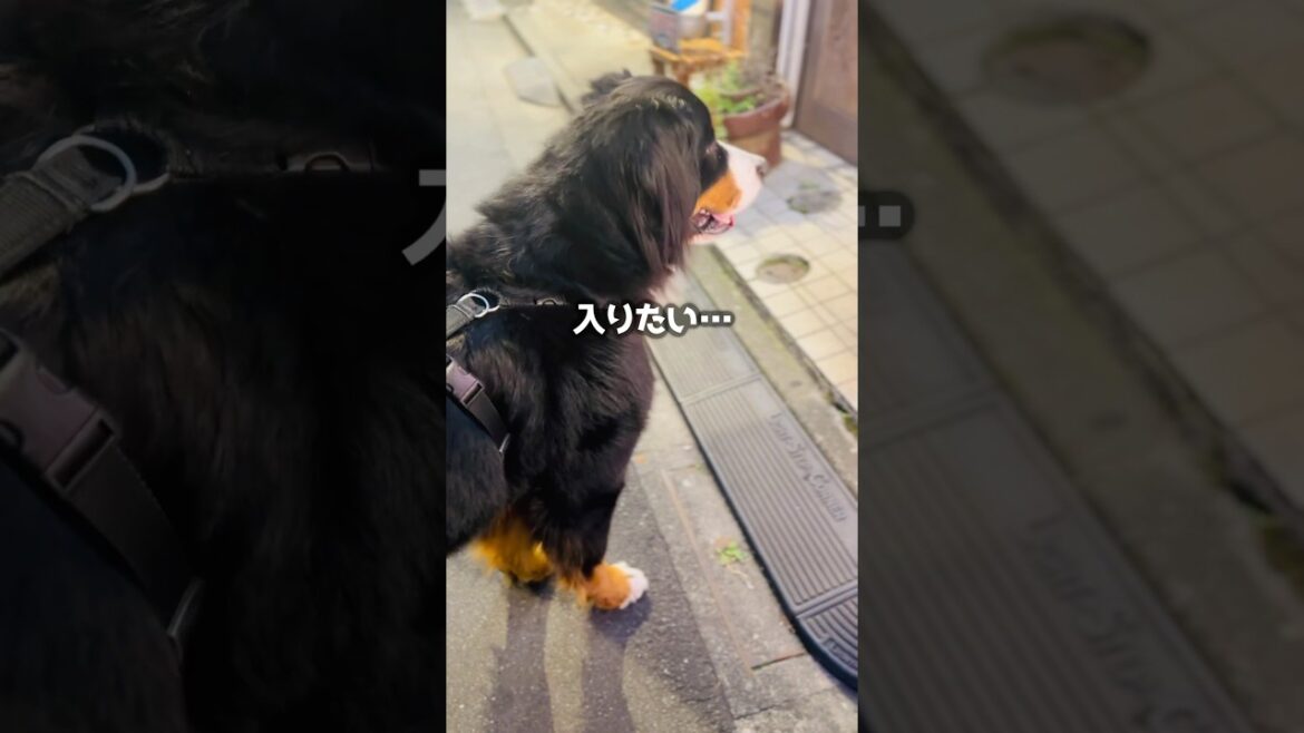 串揚げ屋さんが気になる！店内を覗くバーニーズ🐾