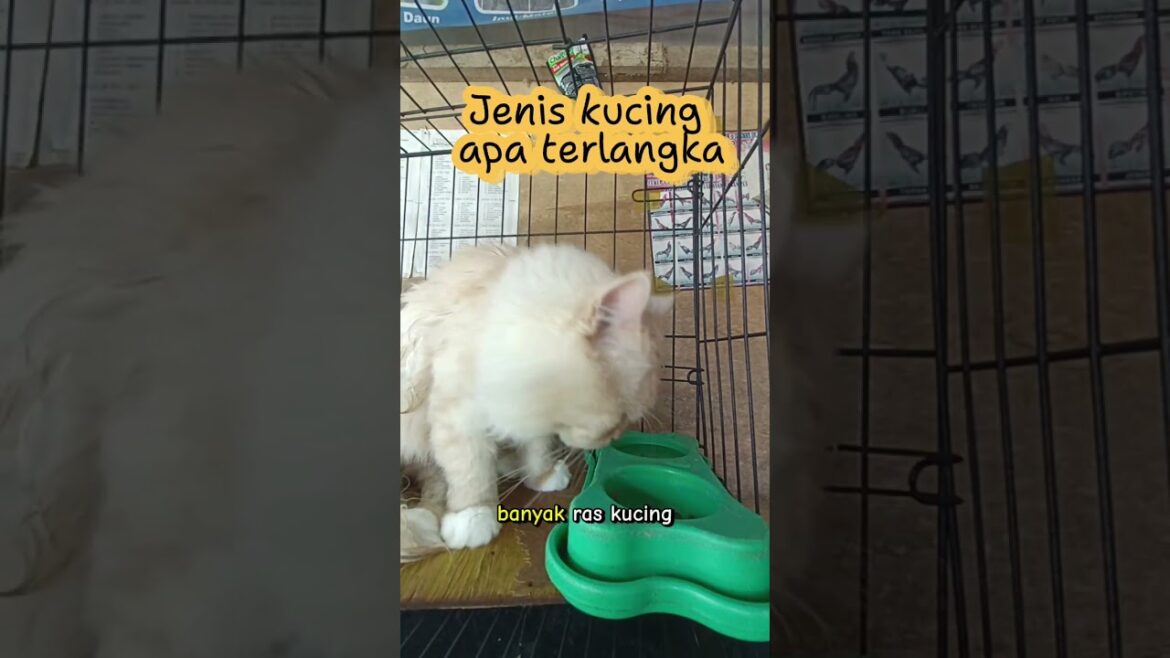 #babyanimal #kucing #anakkucinglucuimutgemesin #shortsvideo