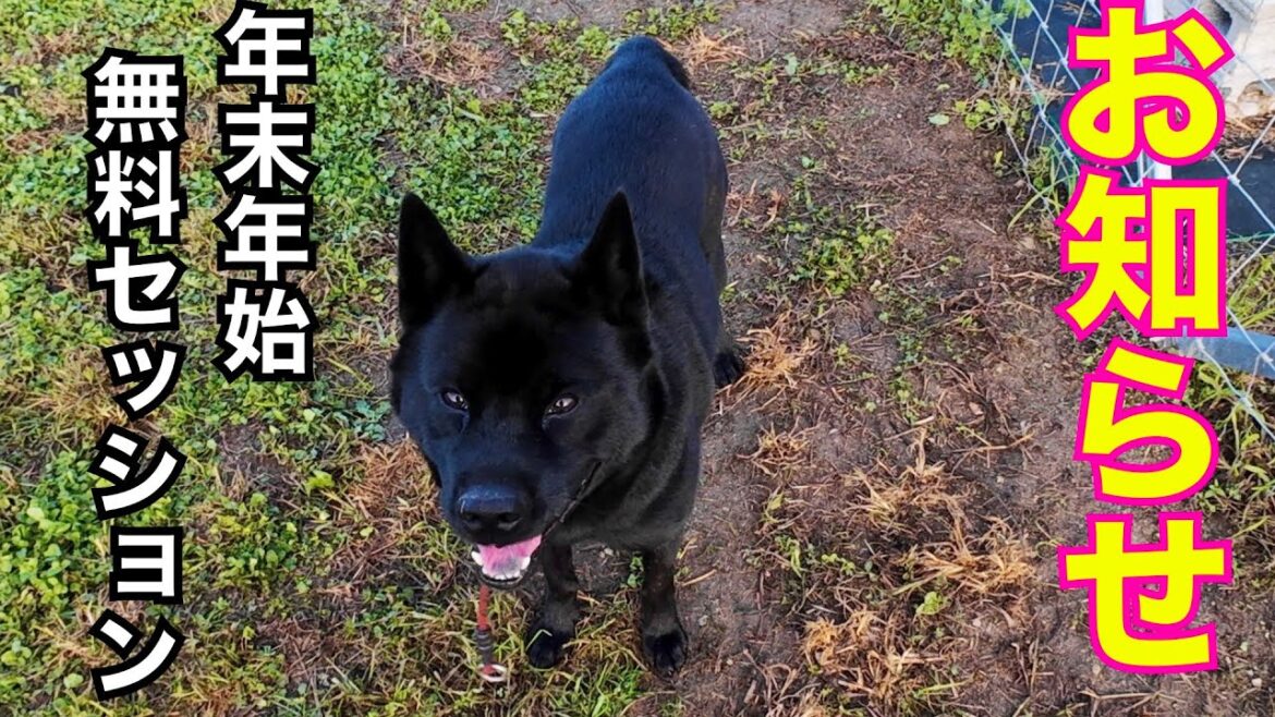 年末年始犬の問題行動無料セッションのお知らせ