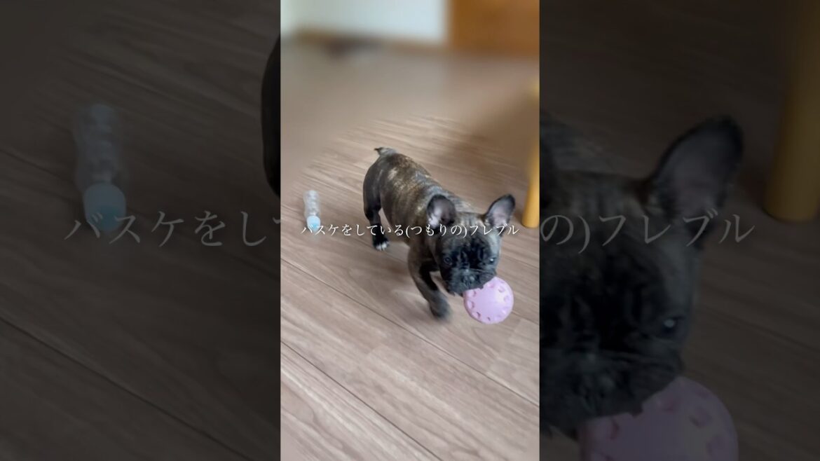 バスケをしている(つもりの)フレブル🐶 バスケをしている(つもりの)フレブル🐶