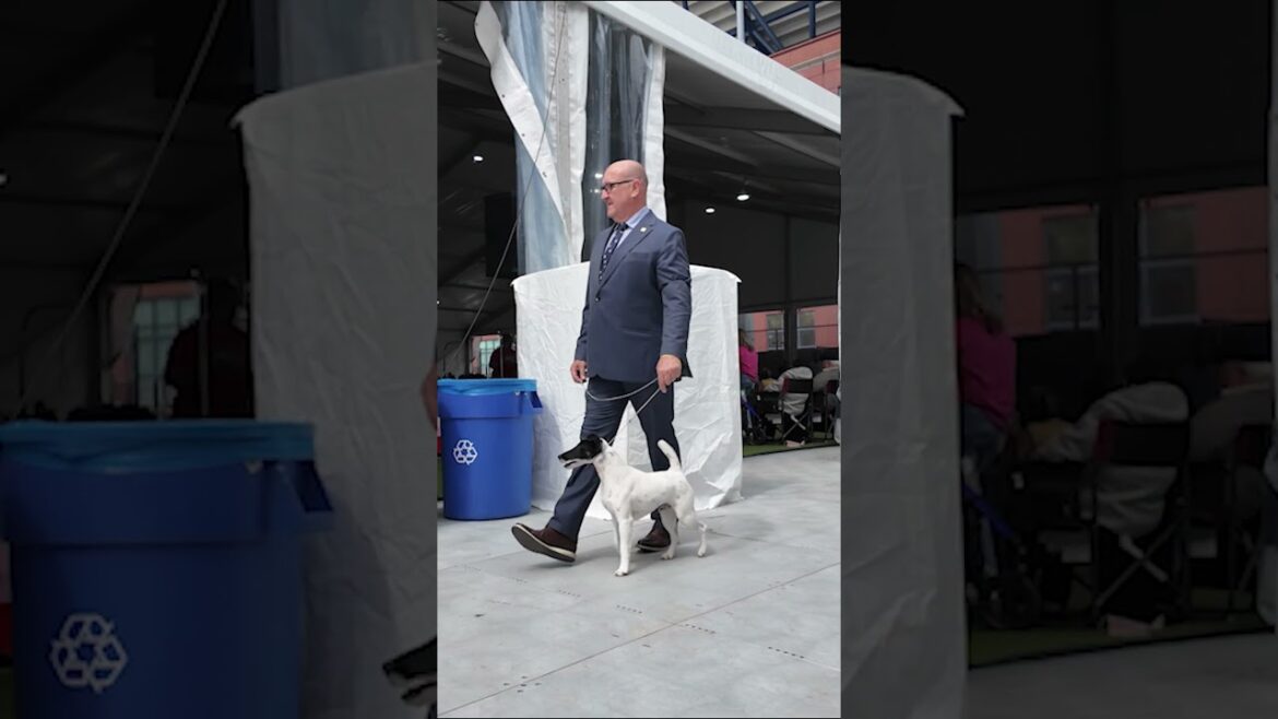 Fox Terrier de Pelo Liso #foxterrier #foxpaulistinha #terrier