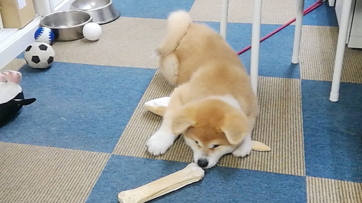 ひめちゃん配信！