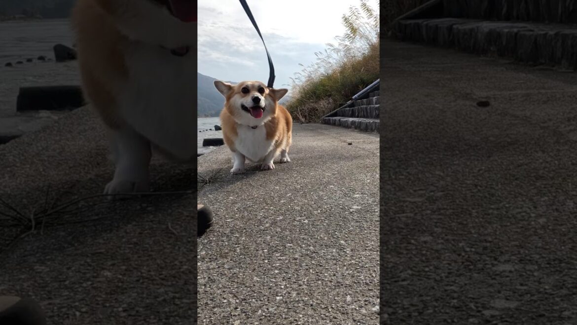 川の近くで満足そうなコーギー / A corgi that looks happy to be near the river #コーギー #サクラ #corgi