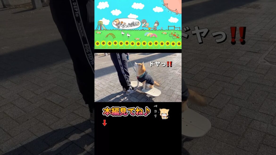 久しぶりにスケボーに乗るポンチビ🐶🐶#柴犬 #チワワ #shorts