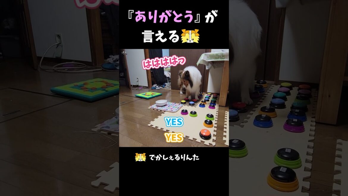 『ありがとう』が言えるシェルティ【会話ボタンでしゃべる犬】 #shorts #dog 『ありがとう』が言えるシェルティ【会話ボタンでしゃべる犬】 #shorts #dog