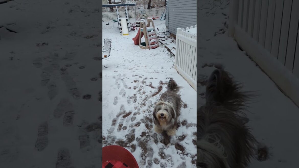Charm the Bearded Collie, excited on Christmas Day 2023
