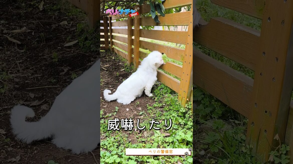 s323『ベリの警備窓』【ベリとナチャ ほっこりペキニーズ】#犬のいる生活 #犬 #dog #ペキニーズ #ベリザベス #ナチャテリーヌ #癒し #可愛い #いぬ