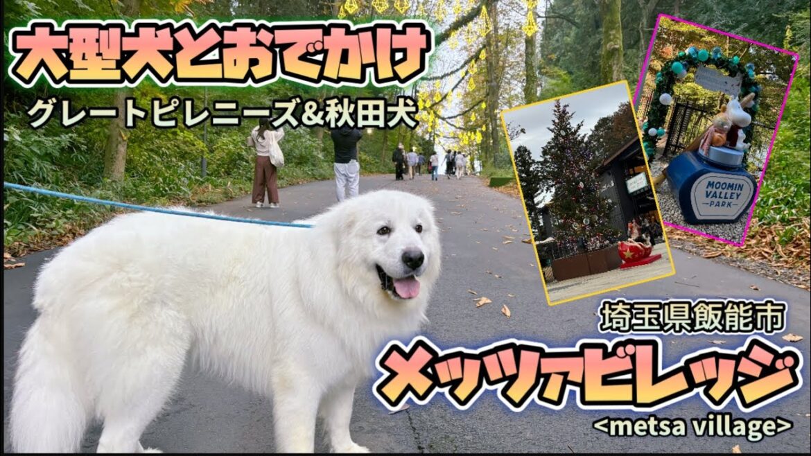 【愛犬とお出かけ】2024年秋🍂超大型犬&大型犬とメッツァビレッジ🌲(グレートピレニーズ&秋田犬)