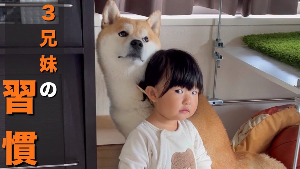 「育児疲れ」が吹き飛ぶ、毎日魅了してやまない柴犬達と１歳児の行動