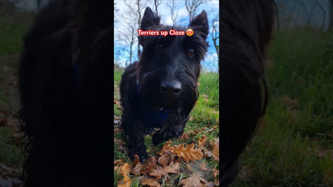 Terriers up close 😍