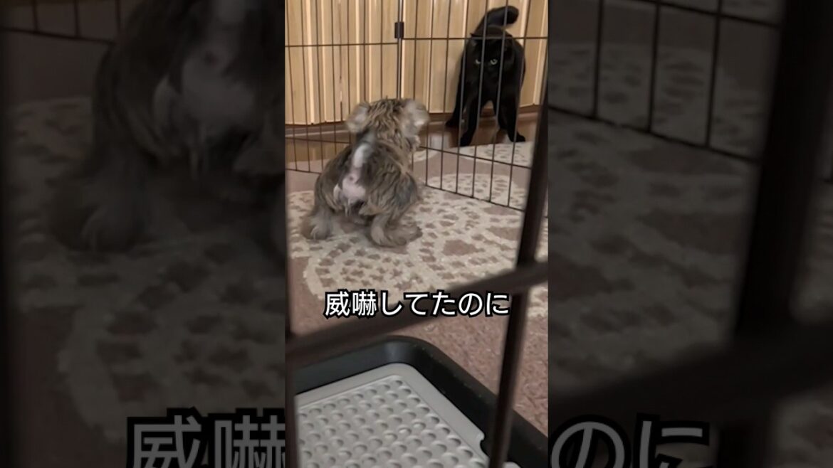 仲良くなるミニチュアシュナウザーと黒猫 #犬  #猫 #仲良し #ミニチュアシュナウザー