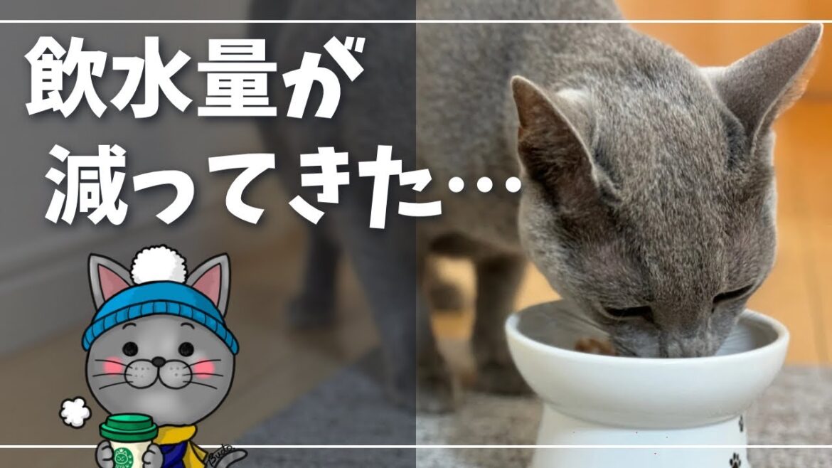 どうやって水分摂ってもらおう…【ロシアンブルー】猫