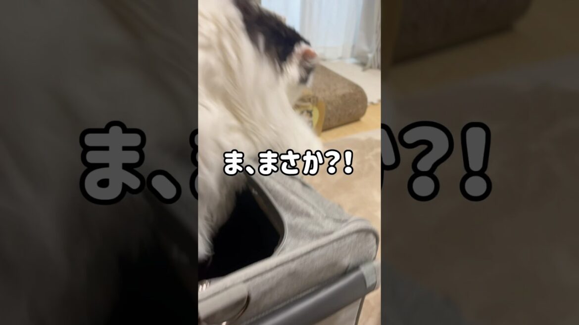 【悲報】キャリーを攻略されました… #shorts #cat #スコティッシュフォールド #ハチワレ #猫のいる暮らし #猫動画 #catvideos