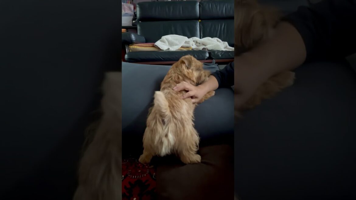 【パパvsキチ】#shorts #norfolkterrier #kichi #愛犬キチ #cutedog #dog #癒し #terrier #吉