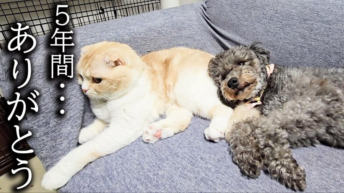 保護した犬の5年間を振り返ってみたら… 保護した犬の5年間を振り返ってみたら...