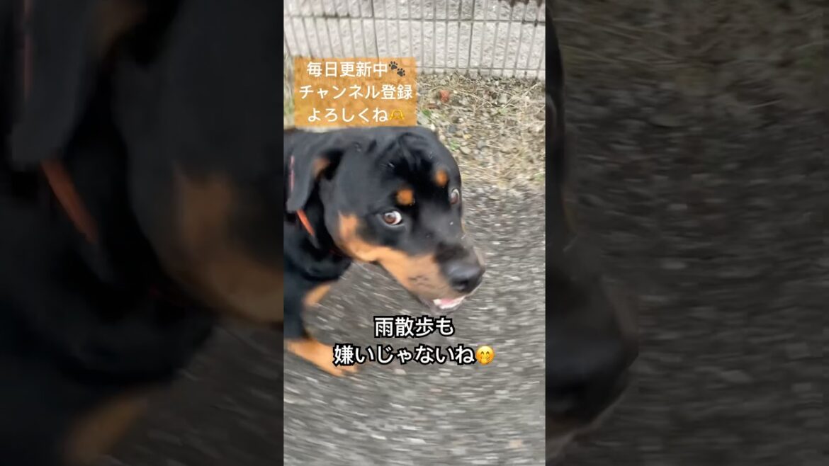 雨の散歩は嫌いじゃないロットワイラー