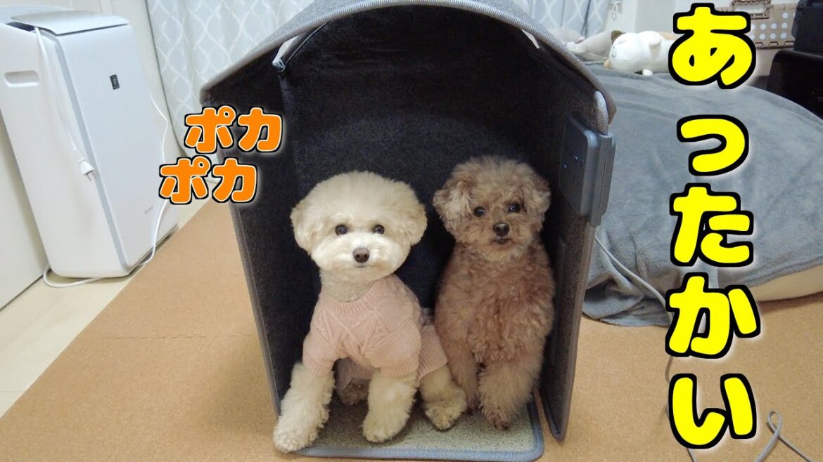 寒すぎる部屋にあったか救世主が来ました! 寒すぎる部屋にあったか救世主が来ました!