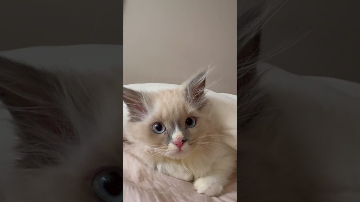 Cute cat 🐈 #kitten ❤️ First day - new home 🏡 #familyvlog