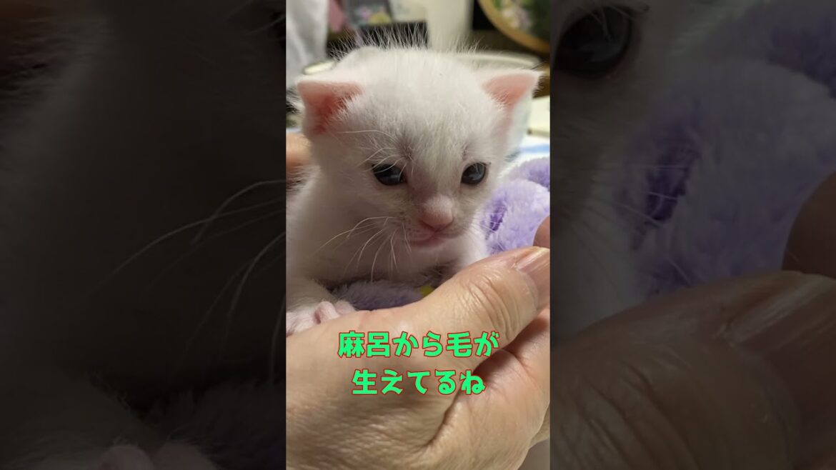 ミルクを大量に飲んで満足気な顔をする赤ちゃん猫集 ミルクを大量に飲んで満足気な顔をする赤ちゃん猫集