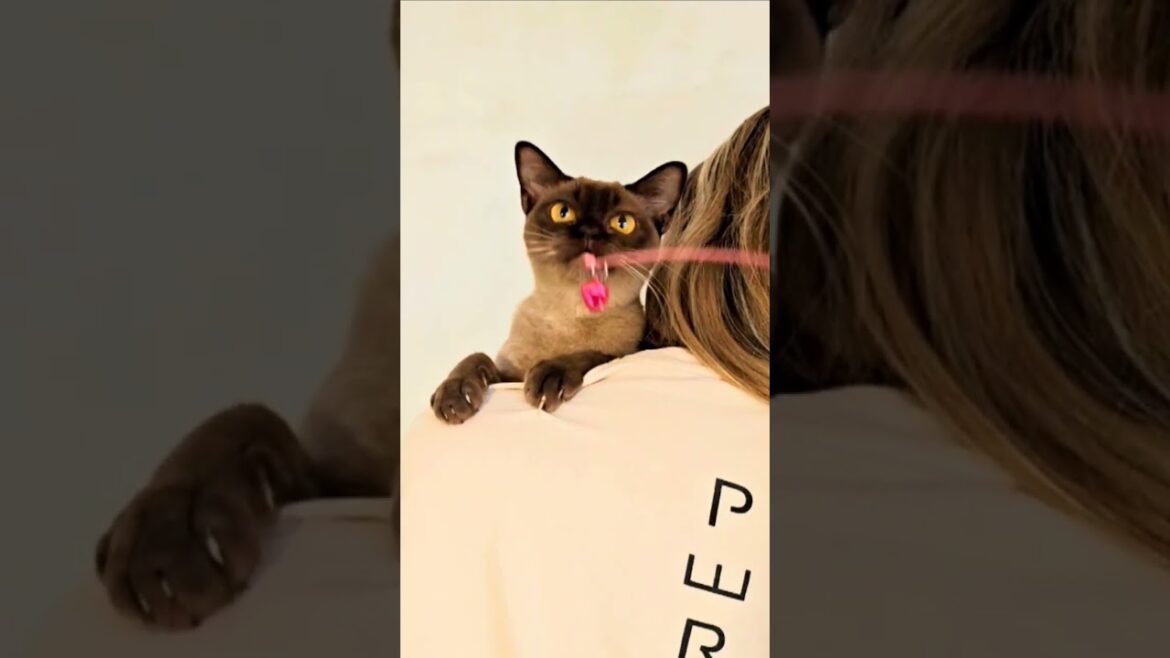 Бурманская красотка 🌟 #burmesecat  #cat  #европейскаябурма #шоколаднаябурма