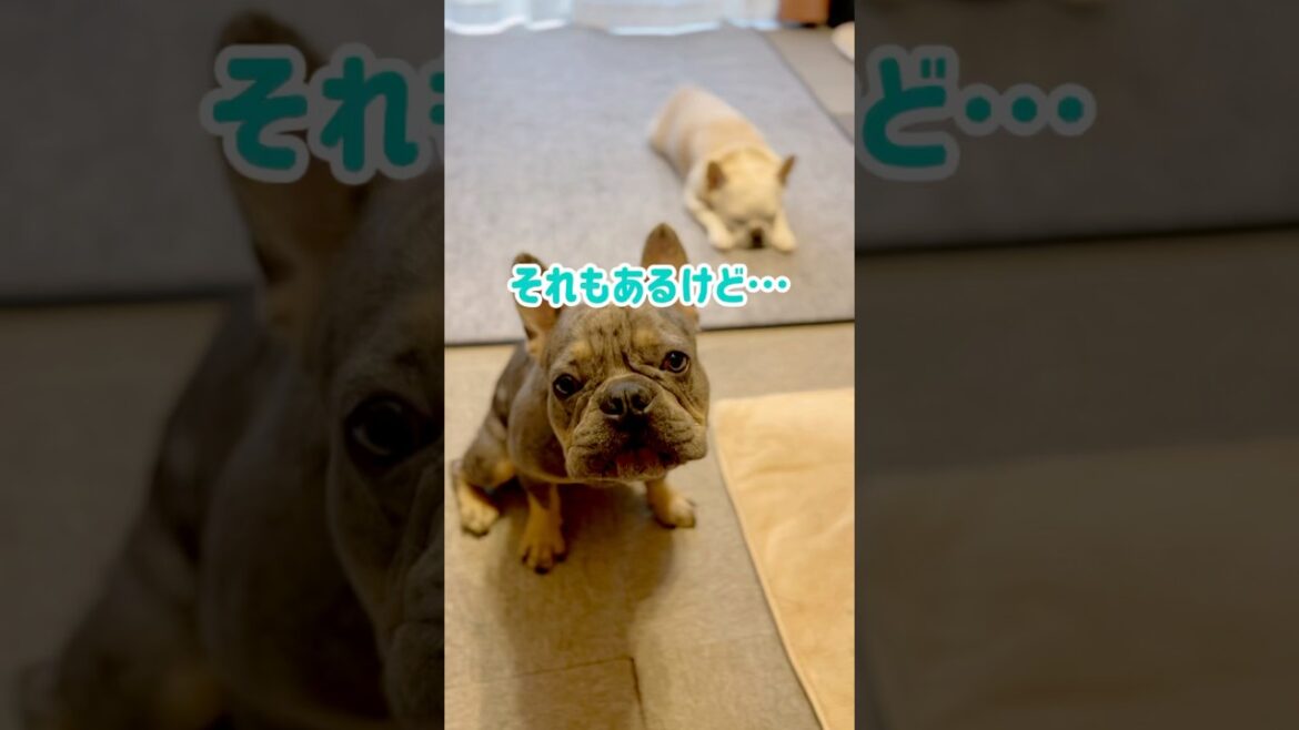違ったらしいですww #shorts #フレブル #フレンチブルドッグ