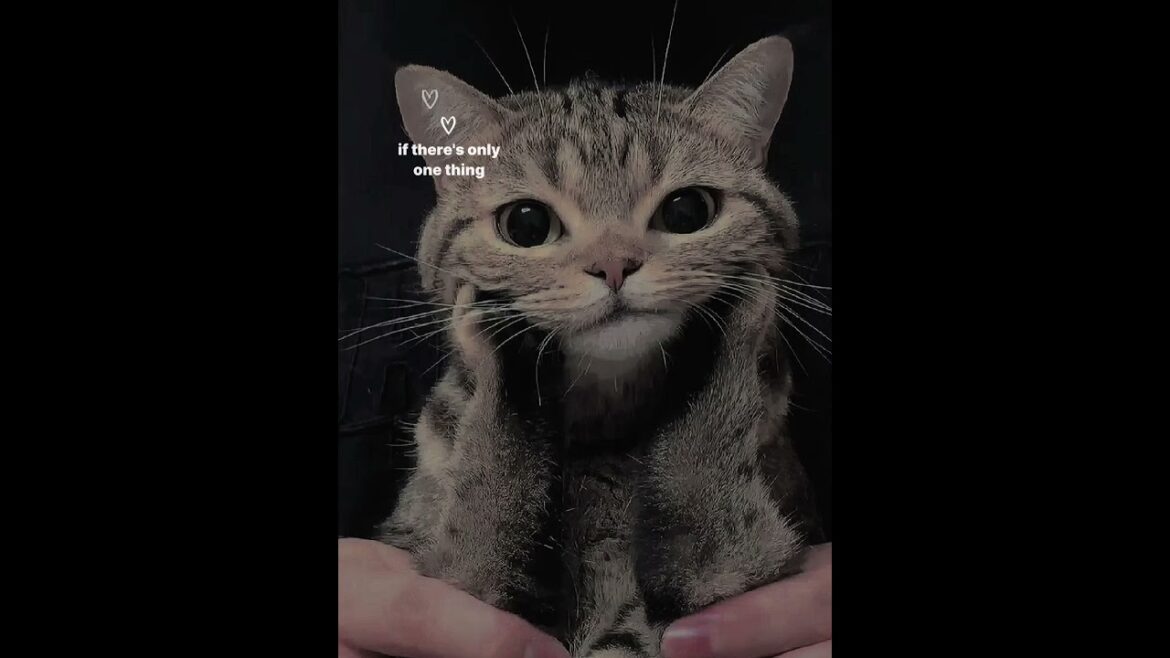 Top 10 Most Popular Cat Breeds in the USA