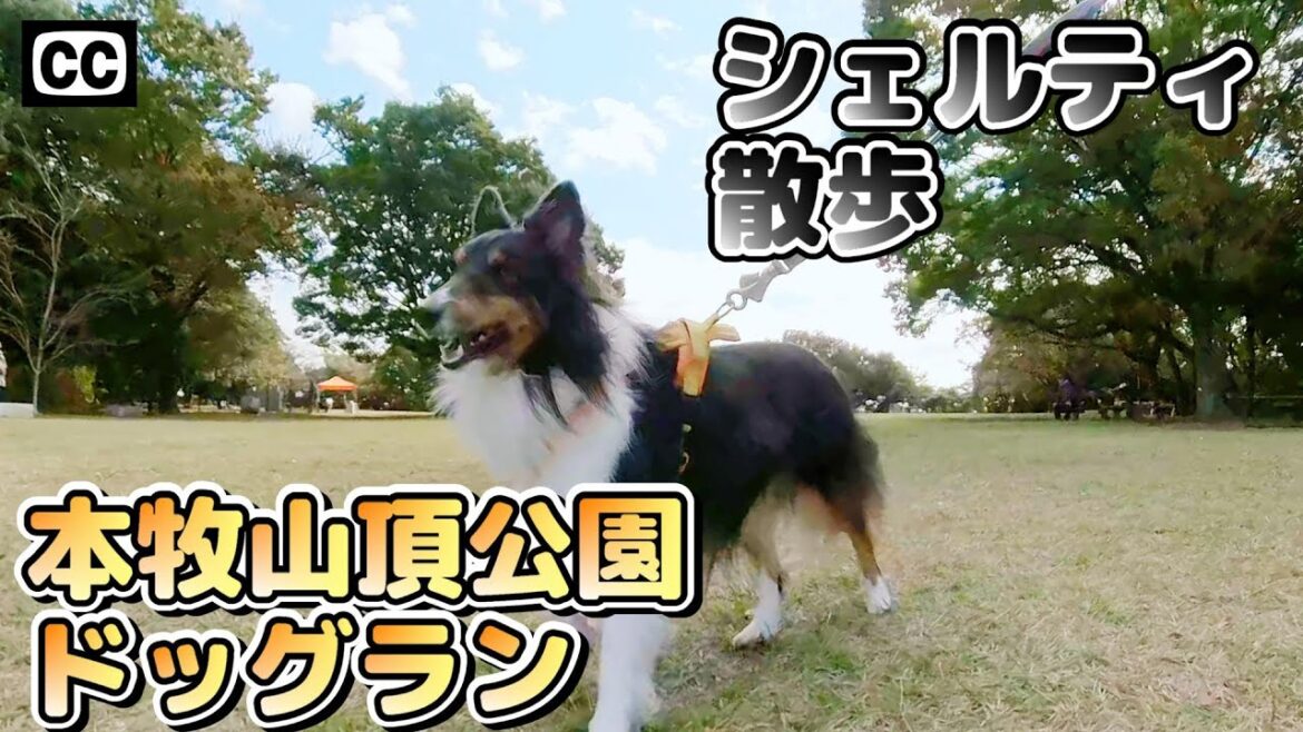 シェルティのベス、久しぶりのドッグランで大はしゃぎ