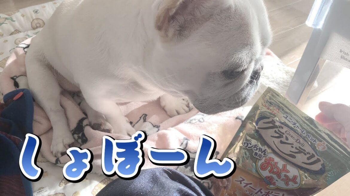 うまうまもらえると思ったのに…【フレンチブルドッグ frenchbulldog】