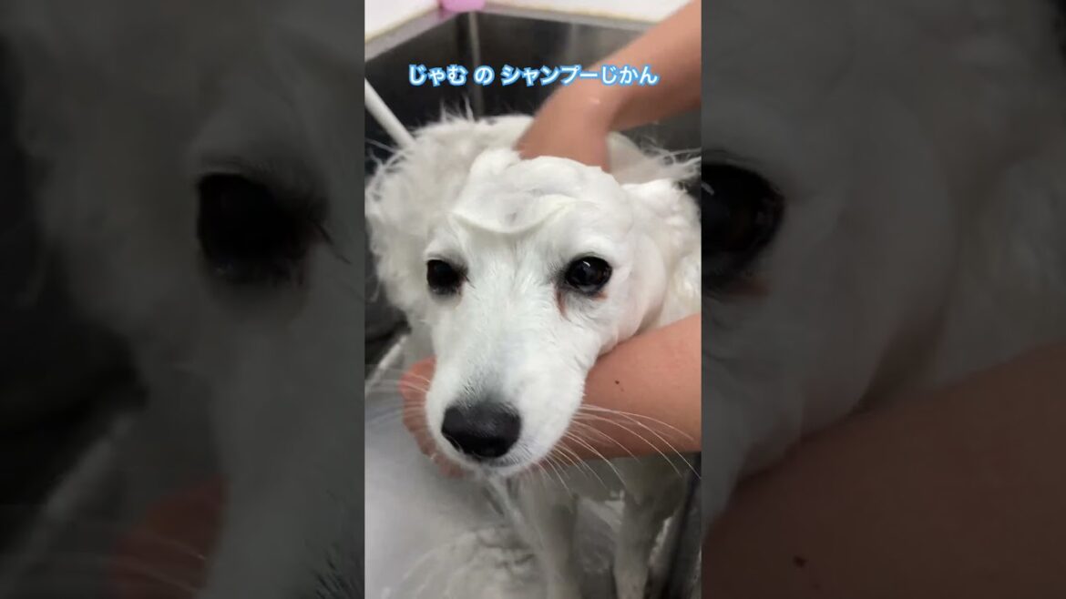 お店セルフシャンプー🧴#日本スピッツ #ムサシ #ペット#梅雨 #お手入れ