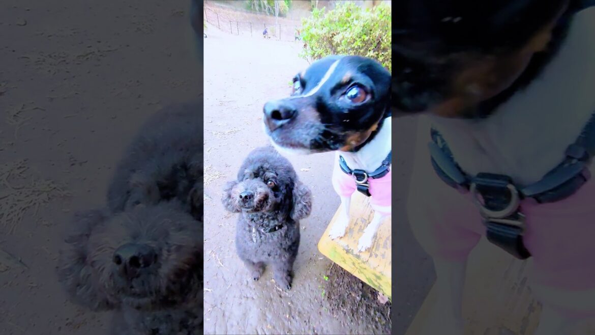 お手合戦🖐️プーVS日本テリア🐕️＃トイプードル＃らきちゃんねる