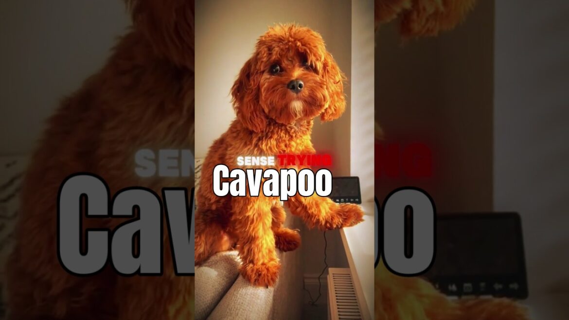 Are Cavapoos  Actually Worth the Hype?