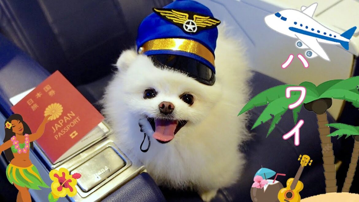 【飛行機旅】愛犬とハワイへ行きました 【飛行機旅】愛犬とハワイへ行きました