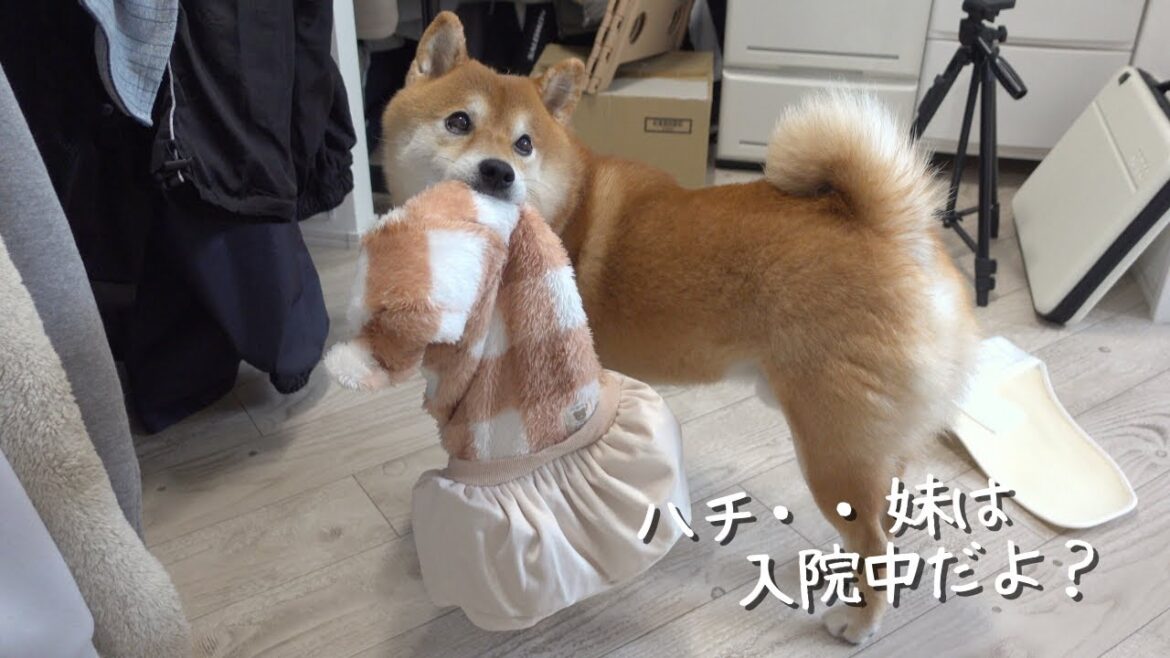 柴犬ハチに妹の入院を告げたら‥涙を誘う展開になりました。。