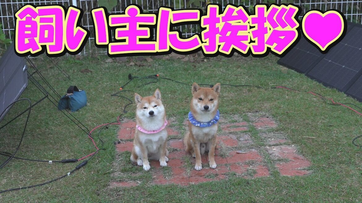 【防災キャンプ】朝、テントから出ると姉柴犬と子犬が並んでいる姿に癒されました