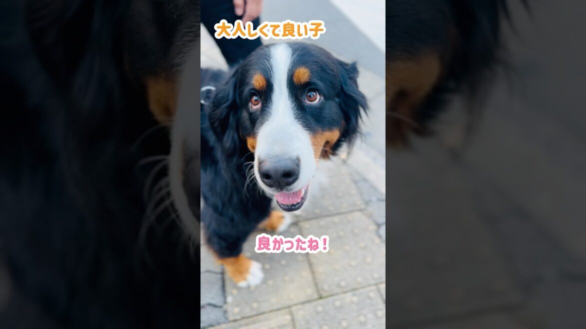 お散歩中に甘えモード♡可愛がられるバーニーズ🐾