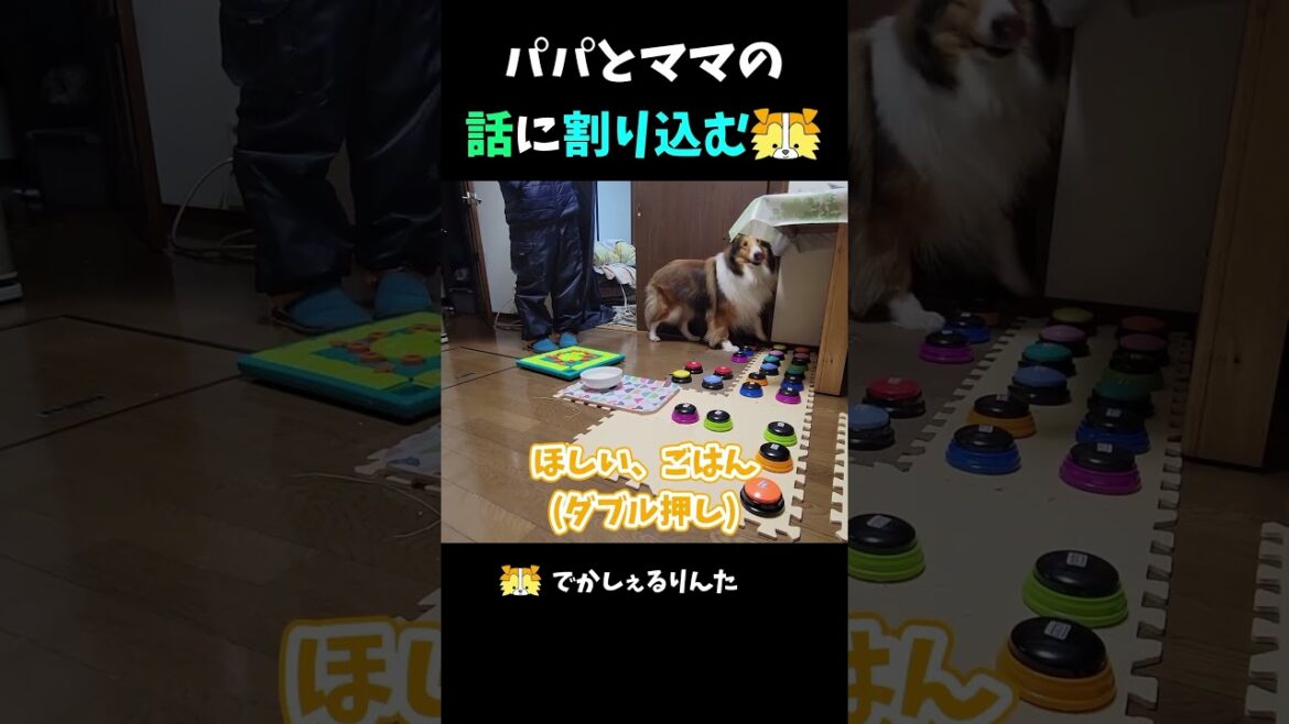 パパとママの話に割り込むシェルティ【会話ボタンでしゃべる犬】 #shorts #dog パパとママの話に割り込むシェルティ【会話ボタンでしゃべる犬】 #shorts #dog