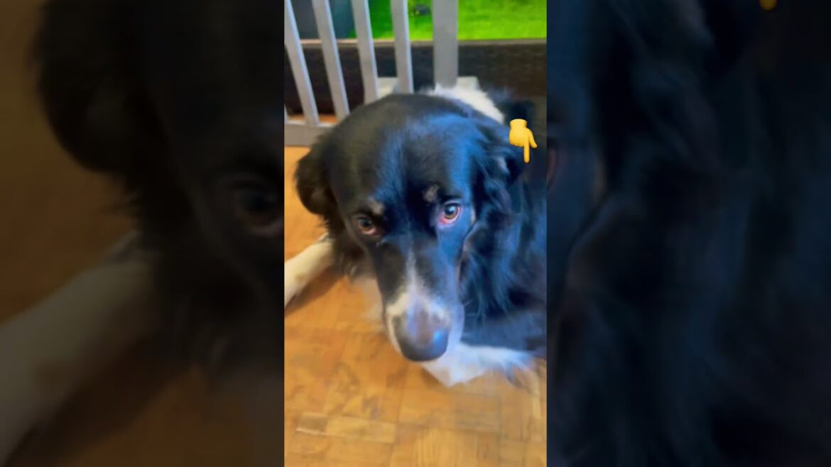 nothing to offer just “Simply Give me likes”🤣🐶| #funny #comedy Boophy