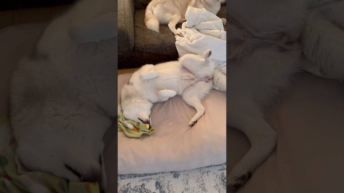 野生を忘れすぎたシベリアンハスキー #シベリアンハスキー #ハスキー #ハスキー犬 野生を忘れすぎたシベリアンハスキー #シベリアンハスキー #ハスキー #ハスキー犬