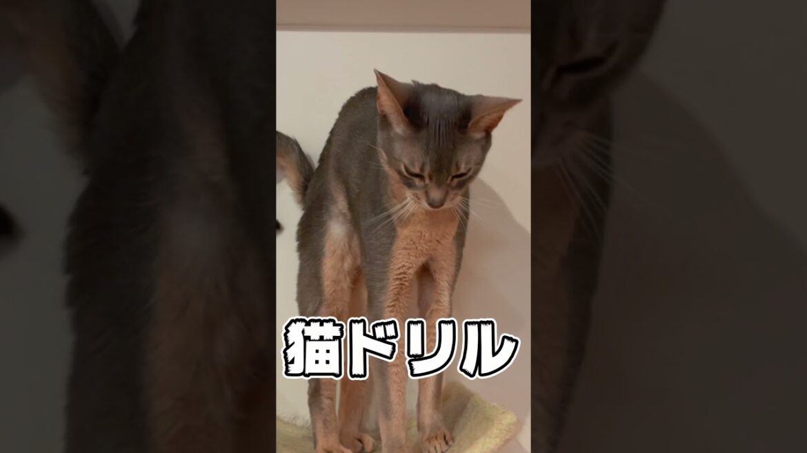 猫ドリル炸裂！ #shorts #猫 #アビシニアン