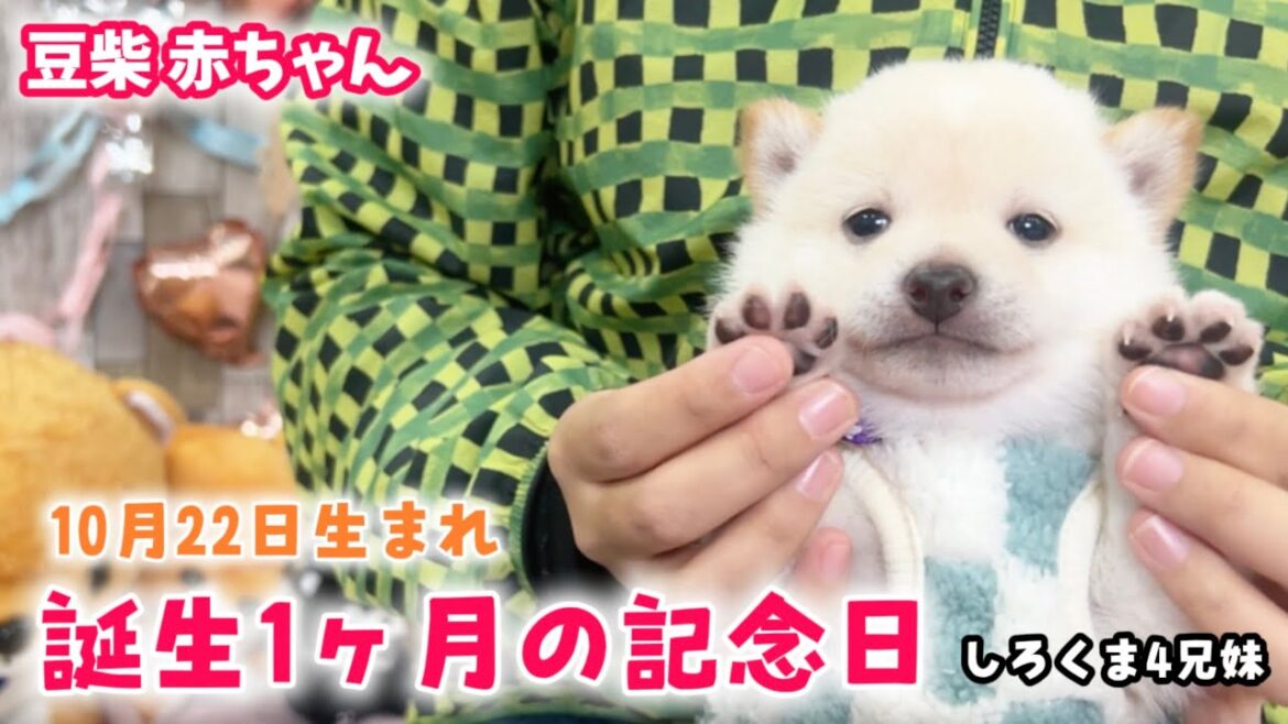 【豆柴犬】激カワしろくま4兄妹の生後1ヶ月記念撮影会を開催しました!【子犬と癒し】まめしば亭ブログvlog 【豆柴犬】激カワしろくま4兄妹の生後1ヶ月記念撮影会を開催しました!【子犬と癒し】まめしば亭ブログvlog