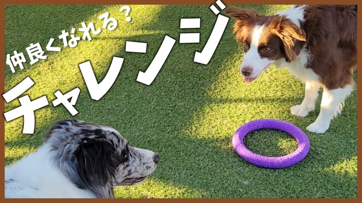 一度ダメになった関係は戻らないのか…⁉①|マナのその後【ボーダーコリー】 一度ダメになった関係は戻らないのか…⁉①|マナのその後【ボーダーコリー】