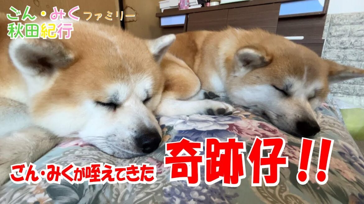 ごん・みくが 咥えてきた 奇跡‼　【ごん・みく】ファミリー秋田紀行　秋田犬【ごん・みく チャンネル】
