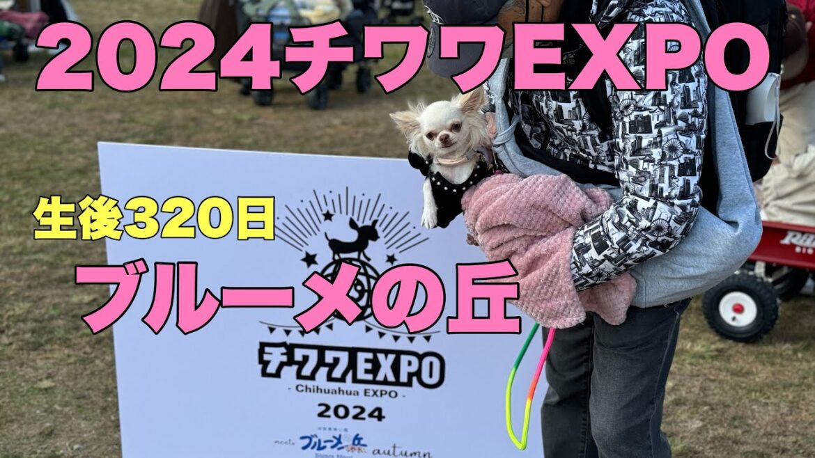ぶさかわチワワりん。生後320日ブルーメの丘でチワワEXPO2024！