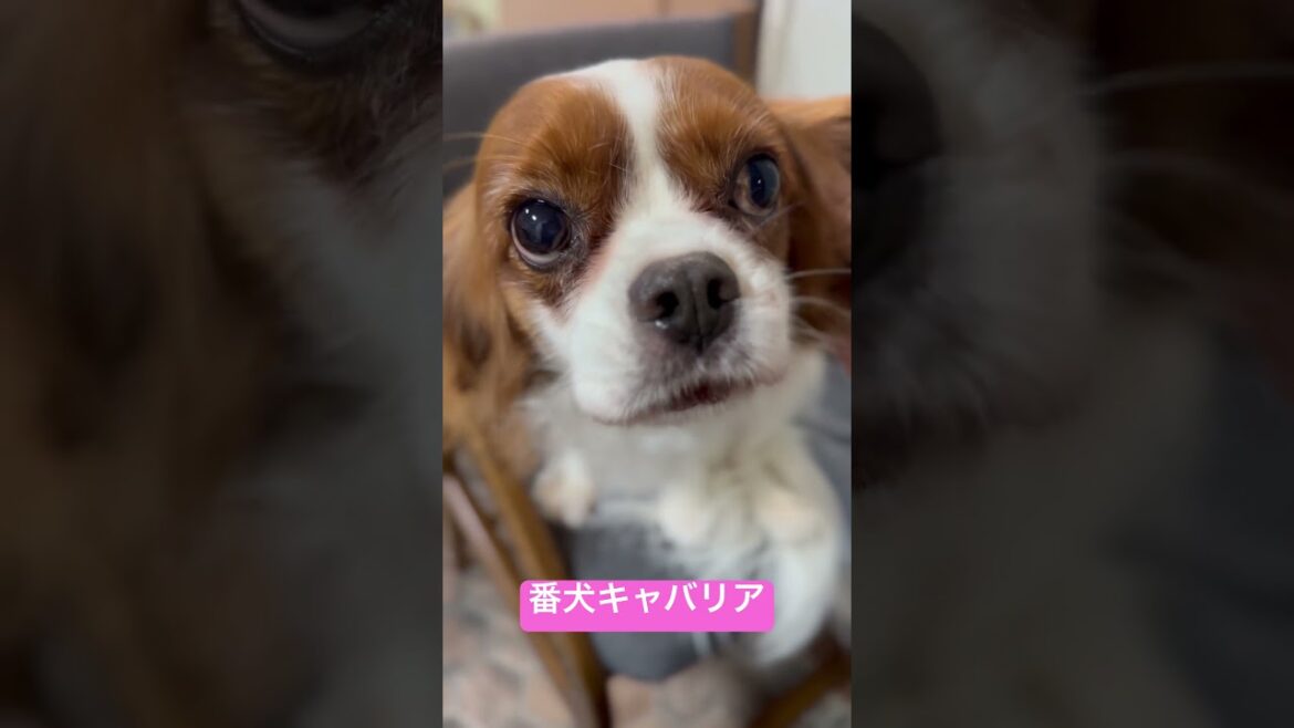 番犬キャバリアキングチャールズスパニエル#cavalier #dog