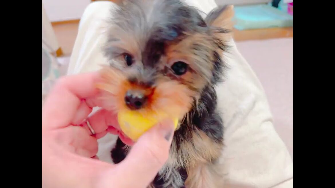 ヨークシャーテリアの赤ちゃん