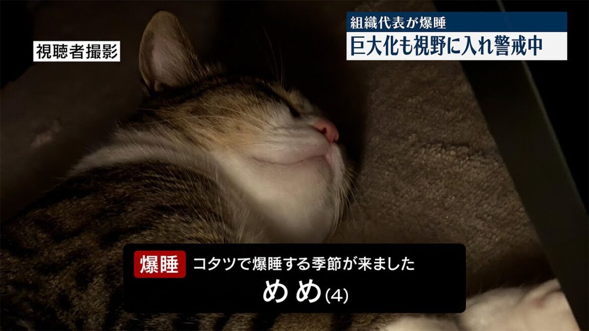 大きな猫がコタツで爆睡してました。