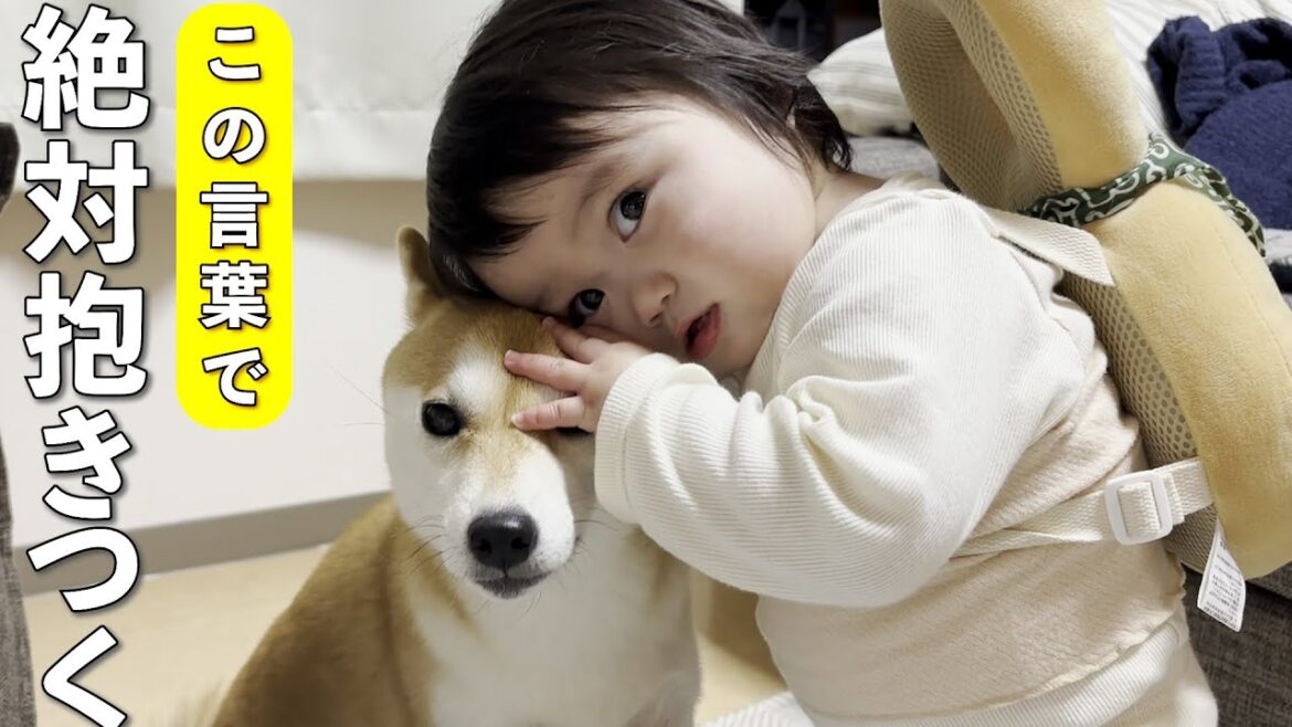 とある言葉を言うと大好きな気持ちが溢れて柴犬に抱きつきたくなる1歳児 とある言葉を言うと大好きな気持ちが溢れて柴犬に抱きつきたくなる1歳児