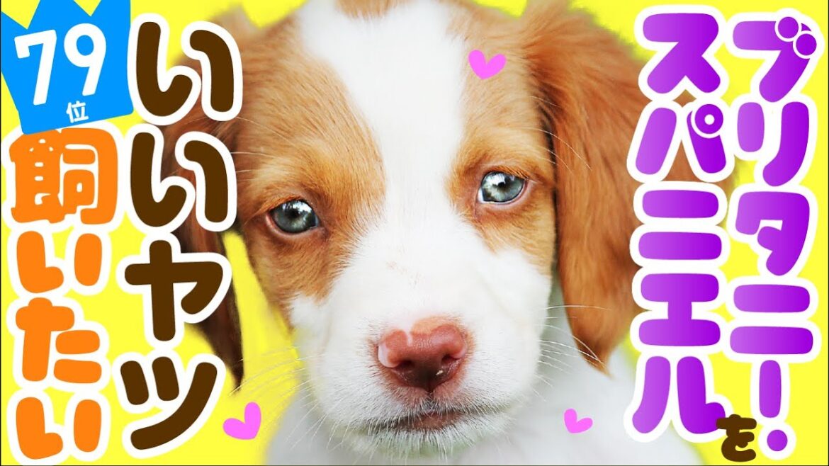 ❤️人気79位【ブリタニー・スパニエルってどんな犬？】子犬の価格や性格、寿命、飼いやすさは？ カワイイ動画でチェック！