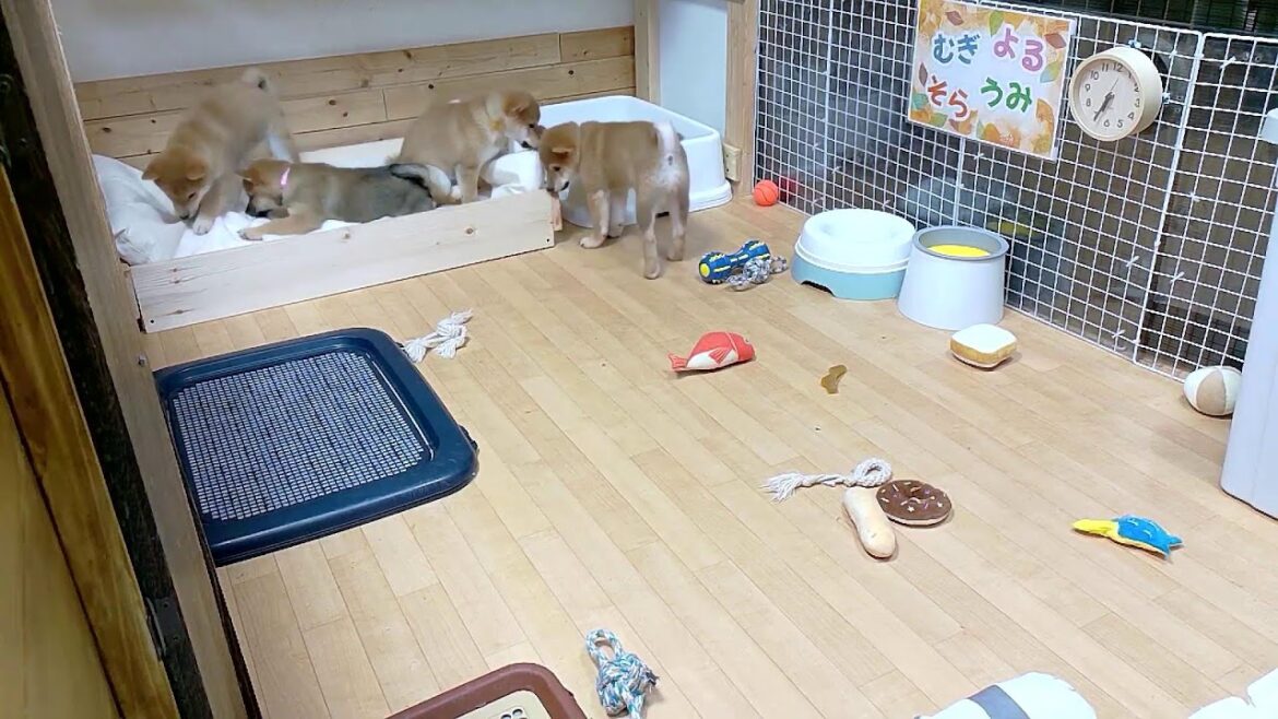 柴犬なつ！子育て生配信【生後77日】たくさん食べて、たくさん学ぶ、子犬たち！