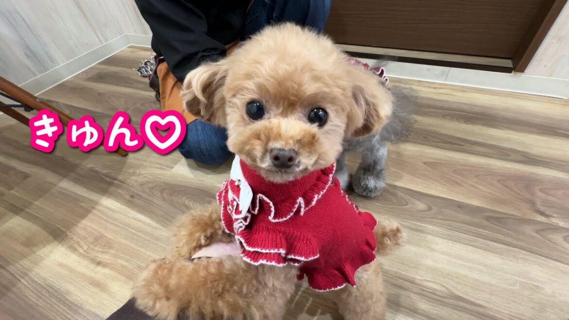 超仲良しに見えて、足元でマウント取ってる犬がかわいくて爆笑したｗｗ【トイプードルのコロン】